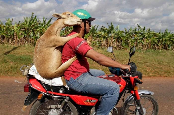 Image result for goat on mans back