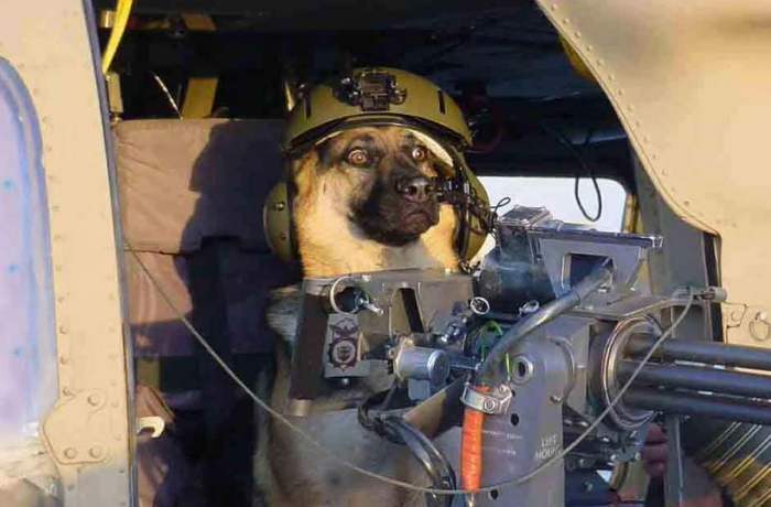 I cant let you do that star fox