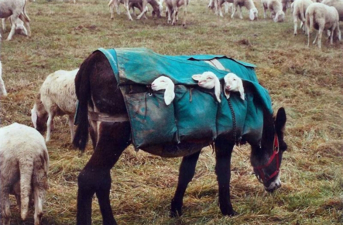 Lamb smuggling has become a big problem on the prairie as of late.