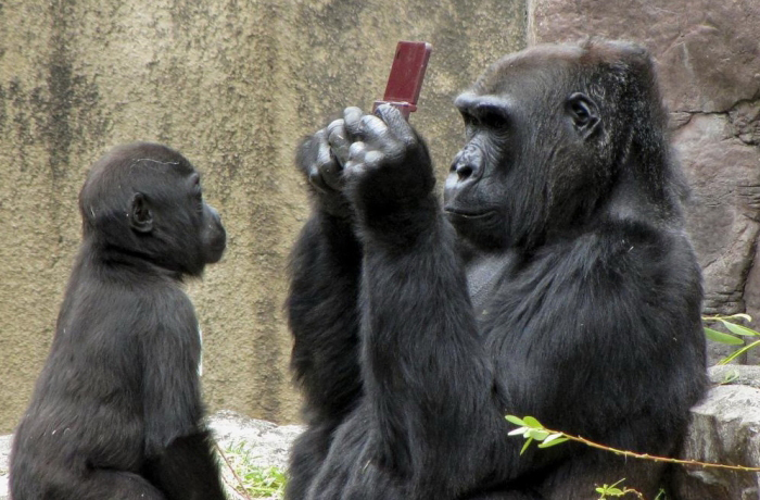 "this donkey kong is a genuis!"