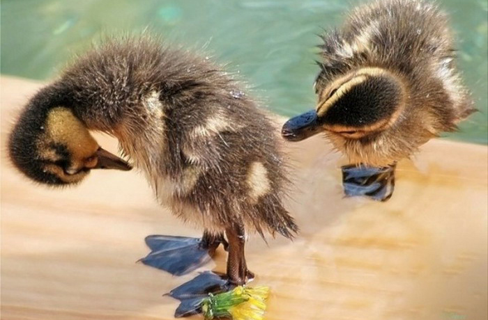 I can see your quack .... I can see your quack ....